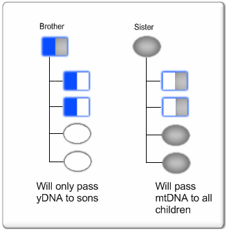 Brother Sister yDNA & mtDNA Passed to Children