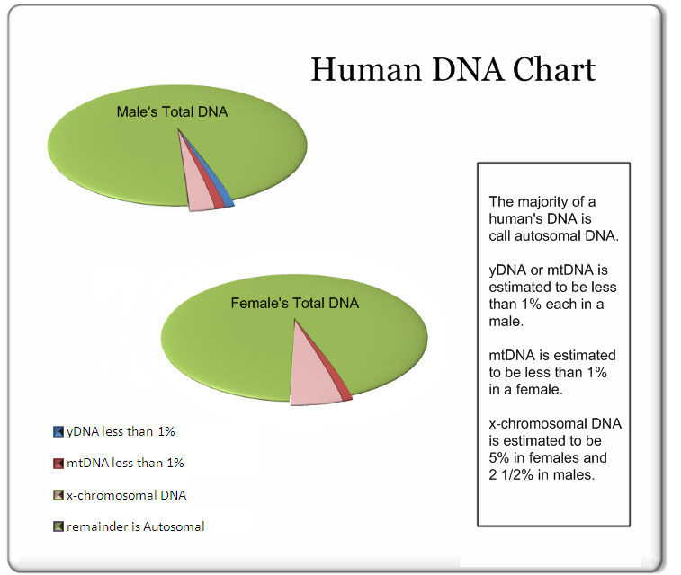 DNA_Makeup_Final